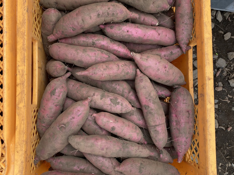 Lサイズ紅はるか（5kg）熟成１ヵ月超え！(茨城県産)(サツマイモ)(土付き)