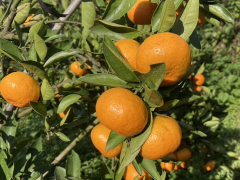 【濃厚　絶品　糖度15度以上】　プレミアム小玉みかん（ゆら）5kg