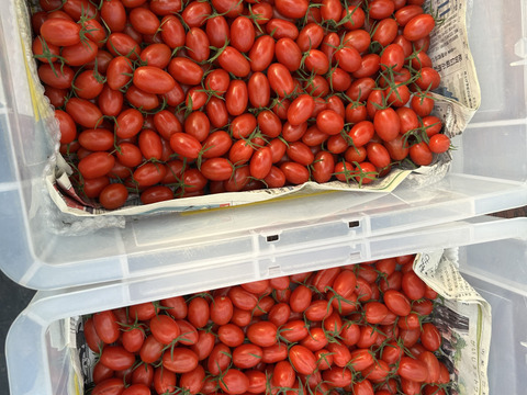 【期間＆個数限定】フラガール　1.0KG【高糖度13-14度】