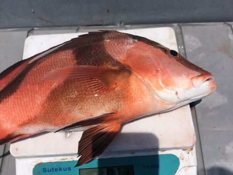 【活き締め】天然千年鯛　センネンダイ 1〜1.5kg