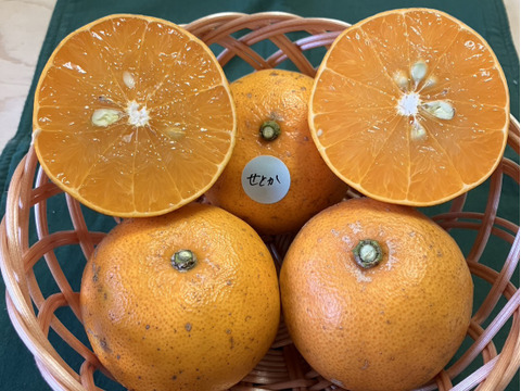 鹿児島県産「訳ありせとか」