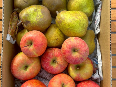 🍐ラ・フランス、ふじりんご🍎　ご家庭用　約５ｋｇ（１２～２５玉）