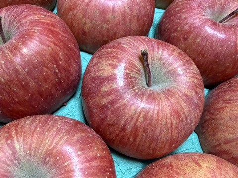 【数量限定・小玉】青森県産りんご「サンふじ」家庭用 キズ有 約5kg【美味・光センサー選果済】