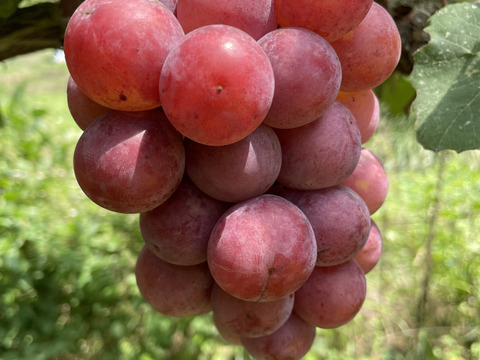 ク⑤【赤ブドウ・ クイーンニーナ】6房前後1.8kg前後　家庭用