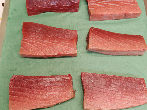 【天然】天然本マグロ/中トロ/切り分け急速冷凍/240ｇ前後【冷凍】【原体170kg】