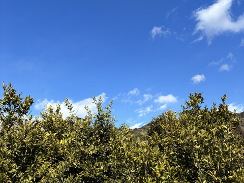 スッキリ甘い！はるか【ご家庭用4kg・約20個】