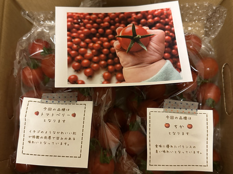 【食べ比べ 】食卓に笑顔を　ハートの様な形のトマトベリー＆ミニトマトのセット 1kg【千葉県旭市産】【トマト食べ比べ】