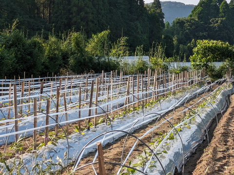 朝取り！訳あり！ナス(黒陽)　2キロ(5〜8本)