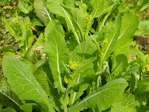 【栽培期間中農薬不使用】雪の下で耐え甘くなった菜の花（野沢菜、白菜） 60サイズにいっぱい　200グラム程度