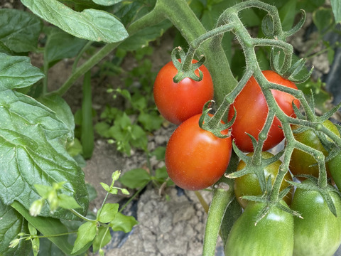 お子さんもパクパク沢山食べちゃう甘いミニトマト　アイコ 1.8kg