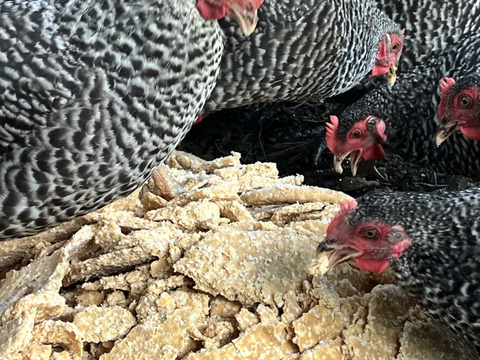 平飼い有精卵　40個　輸入とうもろこし不使用　お陰様で2024食べチョクアワード畜産部門1位