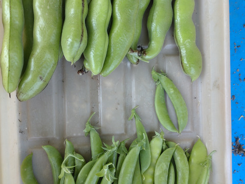 【セット商品】そら豆15個🫛と、スナップエンドウ🫛各15個 【計30個】今の時期が柔らかい！🫛※スナップエンドウの皮が少し固くなってきました（6/16）中の豆が大きめなので豆ご飯等に