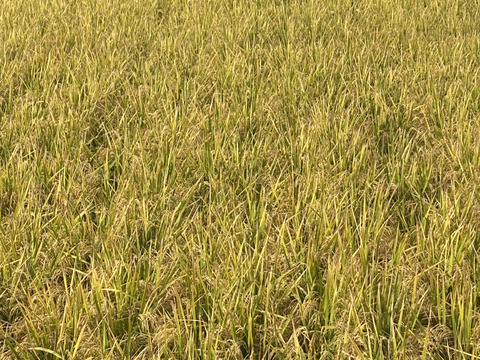 自然栽培【ヒノヒカリ】白米20kg(5kg×4) 令和5年度兵庫県産 農薬肥料不使用の自然栽培米