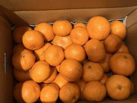 リピーター続出の人気商品！『三ヶ日早生みかん』ご家庭用5kg