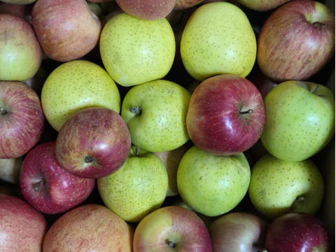 スムージーやお菓子作りにたっぷり10kg🍎加工用りんご 農薬50%減・化学肥料不使用✨青森県特別栽培認証