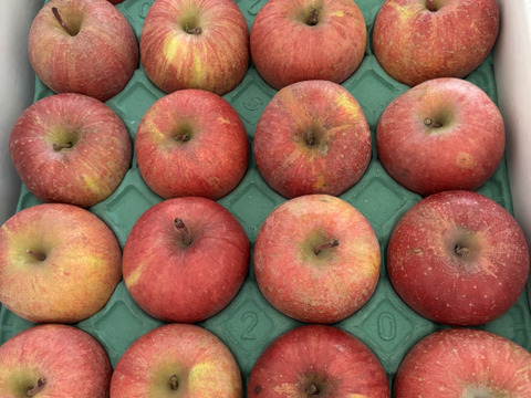 【りんご】樹上完熟「サンふじ」家庭用5ｋｇ　福島産　他県に引けをとらない美味しさ
