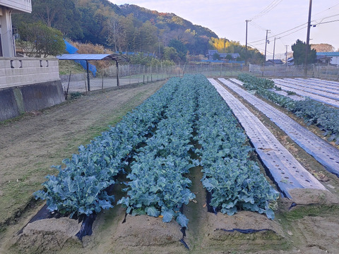 淡路島　ブロッコリー5株