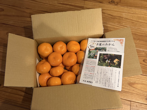 【アワード受賞】2/28より順次発送 高糖度系の本格貯蔵みかん『寿太郎』 サイズ混合 3kg 西浦ブランドみかん 仲屋 海瀬農園