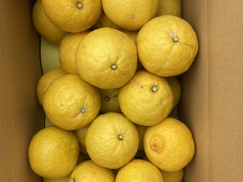 はるか　5Ｋ　熊本不知火産　上品な甘さ！