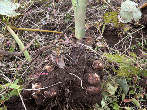 【菌ちゃん農法・自然栽培】丹沢山麓の旬の野菜セット農薬不使用・肥料不使用80サイズ