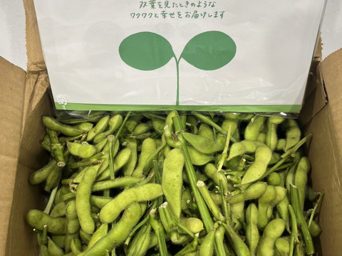 7月発【お中元にもオススメ！大好評(^^♪  】『え？なにこの名前？エローーい？』枝つき枝豆　“湯上がり娘”1600g →1650g  from 名水の里　神奈川県秦野市