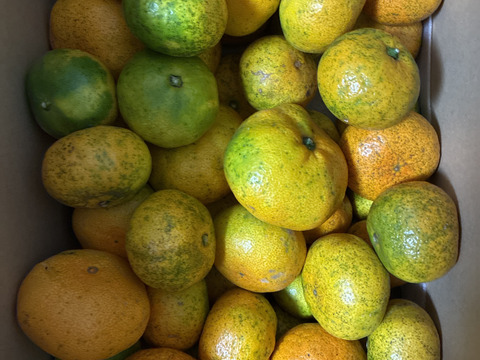 【訳ありだけど美味しさそのまま】愛媛みかん 5.5kg 愛媛県川上産