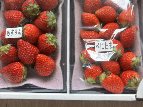 【あまりん・べにたま】食べ比べ２パック(500g)🍓