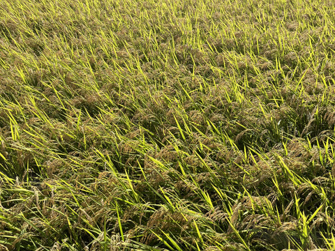 れんげ緑肥栽培 朝日米 玄米20㎏『総重量梱包材込』