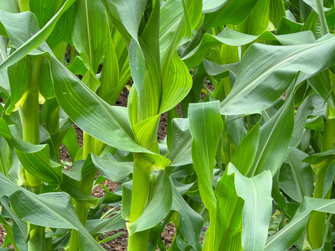 甘さ、サイズともに名前の通り【おおもの】5本