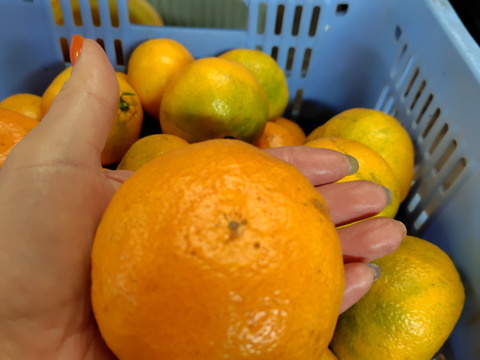 甘みと酸味のバランスが良い！
家庭用　温州ミカン宮川早生　4㌔