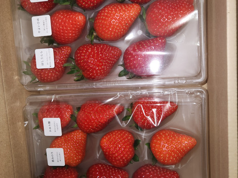 いちご14品種食べ比べセット　240g×4p　【みんなで食べ比べ】【冬ギフト】