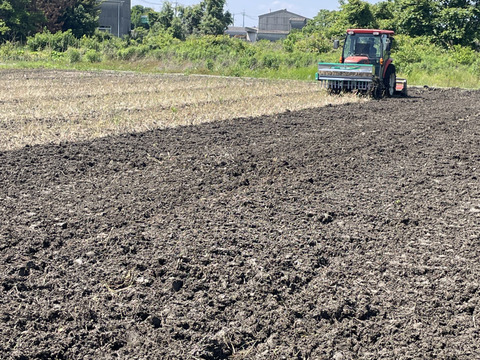 新米 令和7年度産【もりのくまさん】白米5キロ 熊本の地下水使用