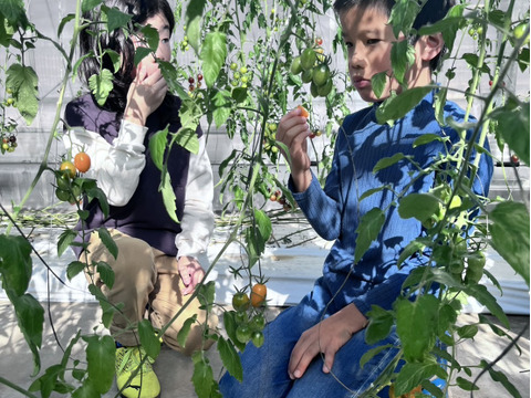 【期間＆個数限定】フラガール　1.0KG【高糖度13-14度】