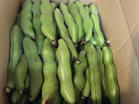 春の味覚たっぷり！指宿産そらまめ『いぶすき陵西』（ご家庭用・5kg）