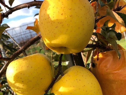 【りんご】幸せの黄色いりんご「はるか」贈答家庭用ミックス2ｋｇ　愛ある甘さ　お試しサイズ