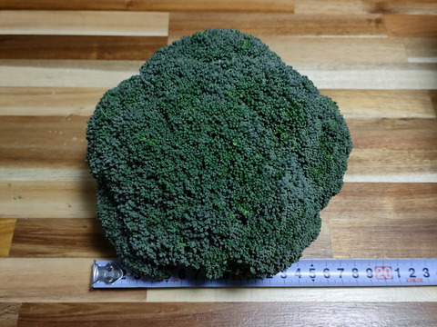 でっかいブロッコリー(6個入で2kg以上)：鳥取県産のその他ブロッコリー