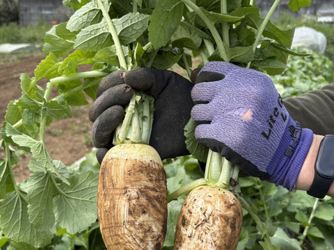 ”ノウフク“　四季姫2号　１キログラム（2本～3本）
【栽培期間中　農薬化学肥料不使用】