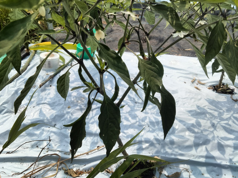 長崎県産！青唐辛子！ホットパラソル300g