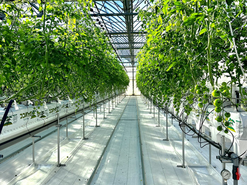 ぱくパク手が止まらない毎日あきず食べたいミディトマト(フルティカ)1kg