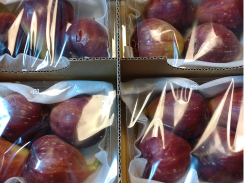 【ご家庭用】朝採りいちじく1箱