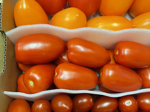 イタリアントマト４種詰合せ　（内容お任せ　合計2kg）【トマト食べ比べ】