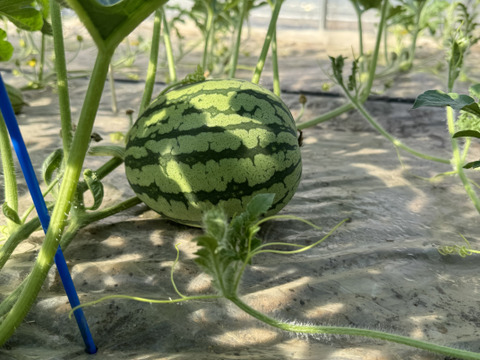 思わず笑顔が溢れる♡驚くほど甘〜い！祭りばやし大玉スイカ【4Lサイズ10〜12キロ/1玉】数量限定！