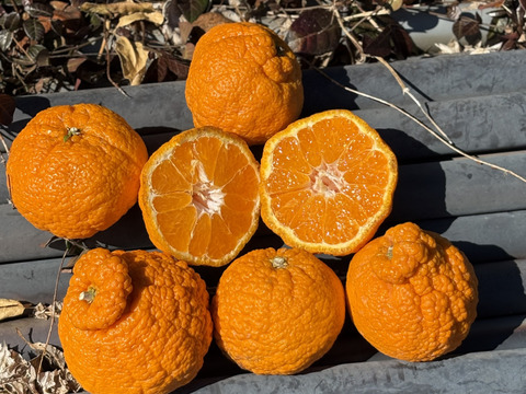 不知火加工用です。サイズ大小いろいろ、形の悪いもの、傷があります。