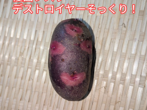 新じゃがいも【デストロイヤー】箱込約2kg美味しいと大評判