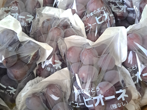 【9月発送分ご予約開始】お徳用ピオーネ5㎏箱（規格外品）（クール便）