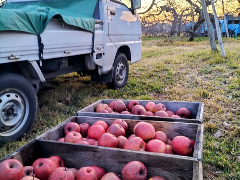 【2箱セット】☆化学農薬不使用☆【訳あり】サンふじ８〜１２玉