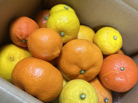 箱込約2㌔　柑橘あじくらべ 旬の美味しい果実があじくらべ 1月