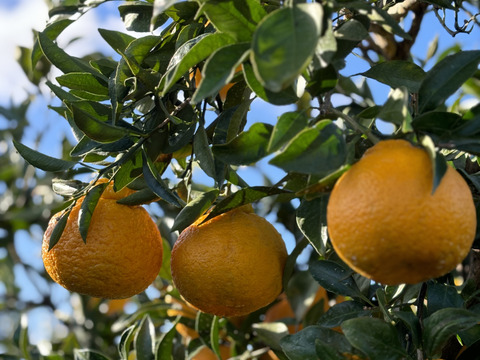 【訳あり予約商品】今が旬♪不知火（しらぬい）
とっ〜ても濃厚でジューシーおいしーッ！サイズ混合 2月中旬より順次発送