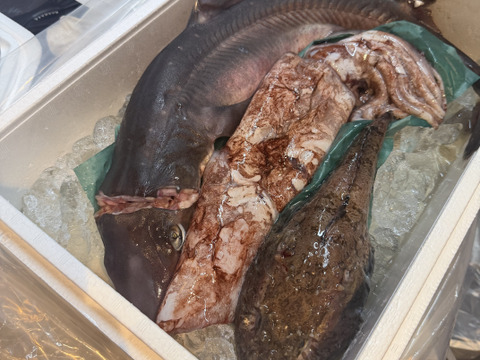 ☆YouTubeで紹介☆ へんな魚ボックス【年明け発送】魚種指定不可、お届け日指定不可の商品です