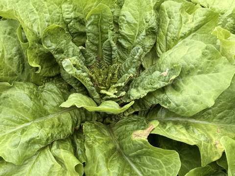期間限定！【カラダすっきり美活野菜】カリウム＆食物繊維が豊富！驚きのシャキシャキ「茎レタス（チシャトウ）」　お得な3本セット